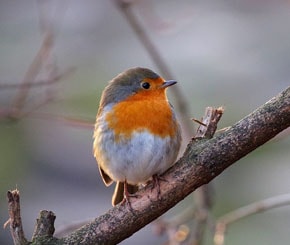 Robin